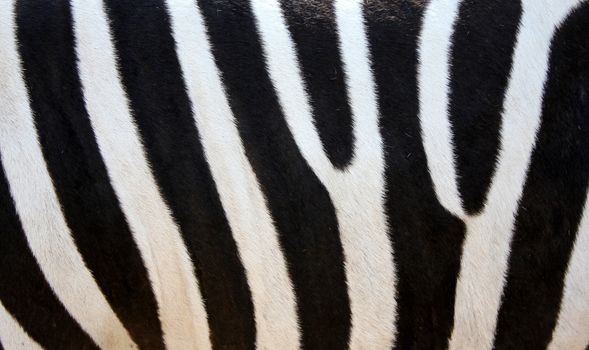 detail of the skin of a zebra