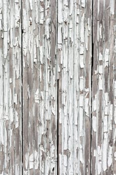 Vintage or grungy white background of natural wood or wooden old texture as a retro pattern wall.