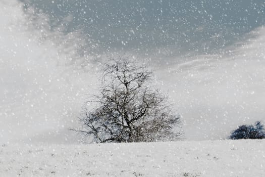 Nice winter landscape with trees and snow