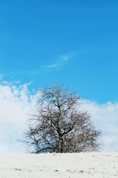 Nice winter landscape with trees and blue sky