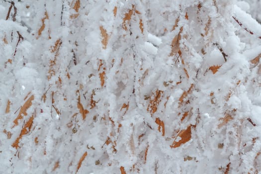 snowy branch for winter background or backdrop