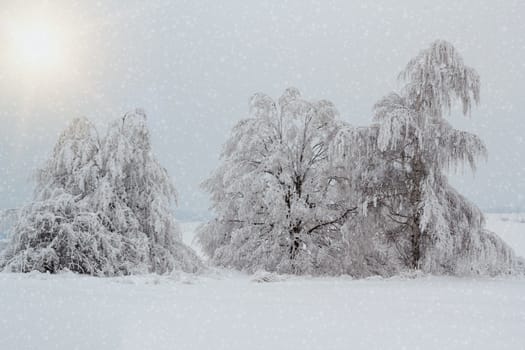 Nice winter landscape with trees snow and sun