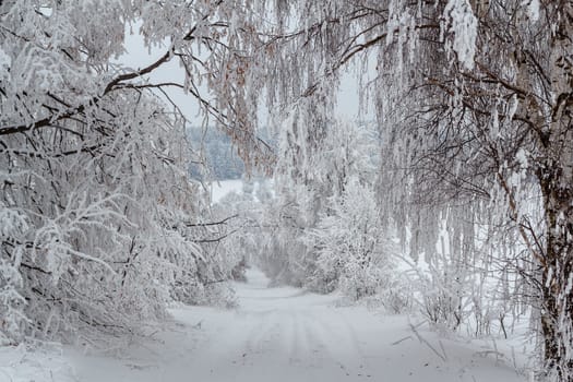Nice winter landscape with trees snow, sun and rural road