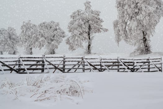 Nice winter landscape with trees snow in frosty day