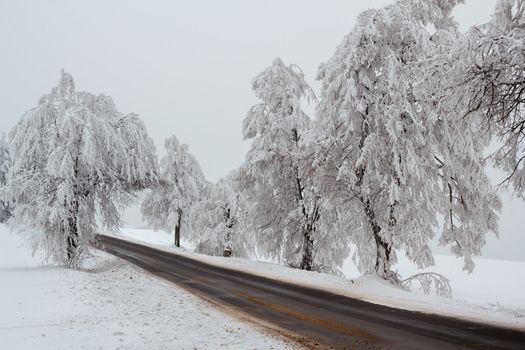 Nice winter landscape with trees snow and sun