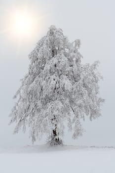 Nice winter landscape with trees snow and sun