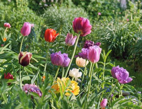 Flowers of colorful tulips in natural light on a garden background.