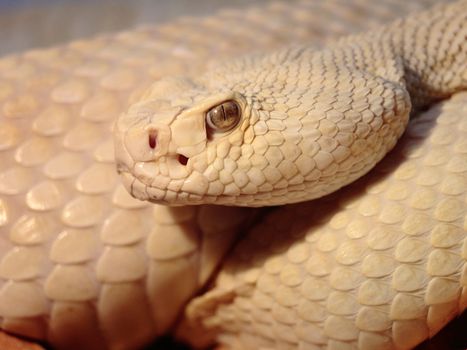 picture of a venomous dangerous snake
