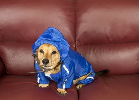 the blue rain dog