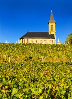 Rows of vines to sunrise with church in background 