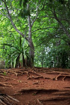 Path in a green wild tropical forest. Mauritius