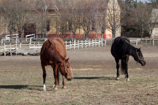 brown and black horse ranch scene