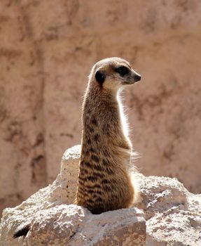 meerkat standing on rock and watching
