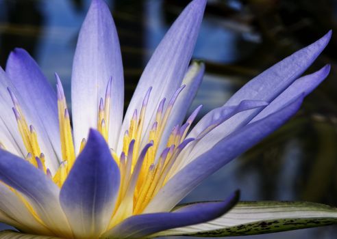 Beautiful purple and yellow Amazon Waterlily