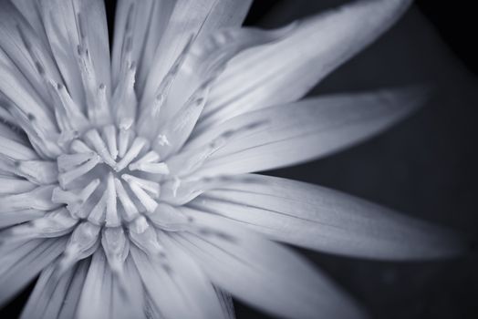 Black and white version of a beautiful Amazon Waterlily