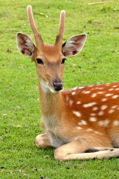 young deer sleep on green lawn