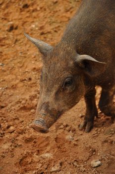 The body of the wild boar is compact; the head is large, the legs relatively short.