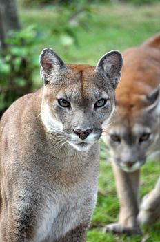 The cougar (Puma concolor), also known as puma, mountain lion, mountain cat, catamount or panther, depending on the region, is a mammal of the family Felidae, native to the Americas.