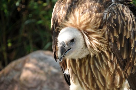 Griffon Vulture is kind of vulture. they're scavenger bird.