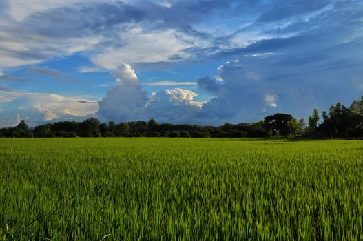 Green field growing for harvest time soon.