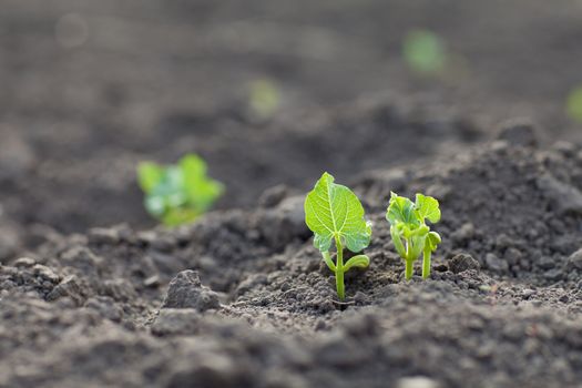 new green sprouts growing