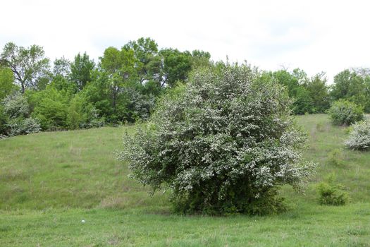  green bush in the country 