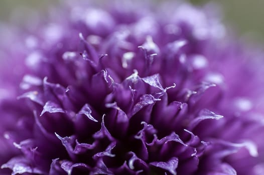 violet red clover boom at the meadow