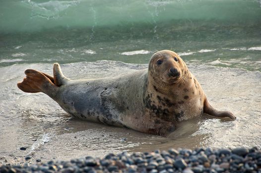 grey seal at the beach