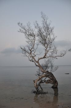 Branches of the dead wood at the beach.