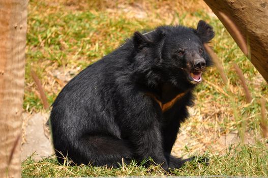 asiatic black bear was sitting waiting for food.







asiatic black bear