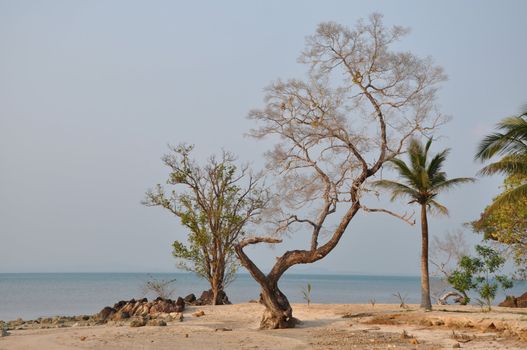 Branches of the dead wood at the beach.