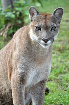 The cougar (Puma concolor), also known as puma, mountain lion, mountain cat, catamount or panther, depending on the region, is a mammal of the family Felidae, native to the Americas.
