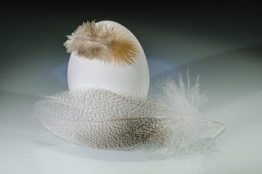 white egg with two feather