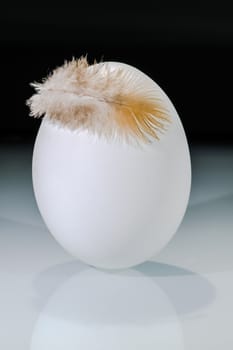white egg with one feather