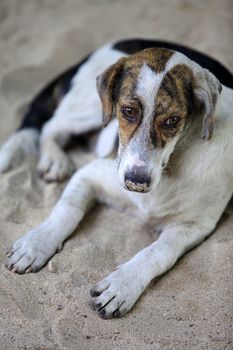 The homeless sad dog lays on sand
