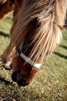 A pony is a small horse with a specific conformation and temperament.