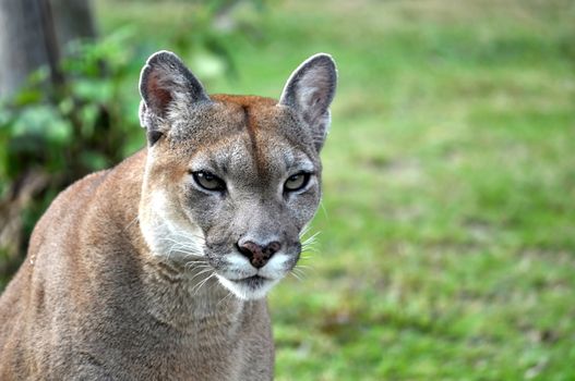 The cougar (Puma concolor), also known as puma, mountain lion, mountain cat, catamount or panther, depending on the region, is a mammal of the family Felidae, native to the Americas.
