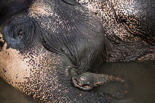 Asian Elephant head close up Thailand