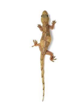 A solitary gecko scales a vertical white surface with ease.