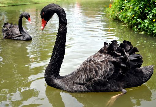 black swan on the lake