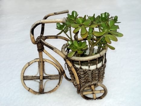                        Decorative evergreen flower in an unusual wooden planter in form of a bicycle in snow        