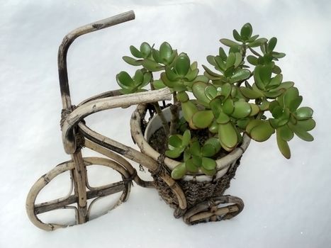          Home evergreen decorative flower pots in the form of a wooden bike on the sparkling snow                      