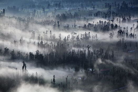 The mist at Cemoro Lawang Village Bromo Indonesia