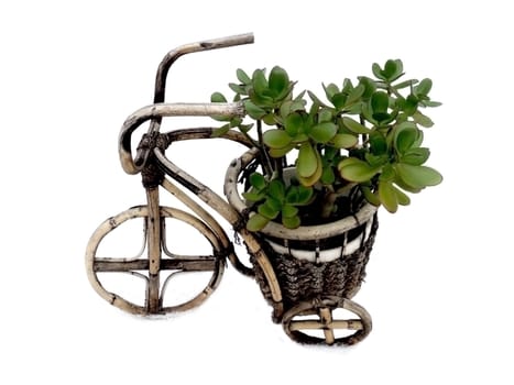                   Evergreen decorative flower pots are not normally in the form of a wooden bicycle wheels to the snow on a white background 