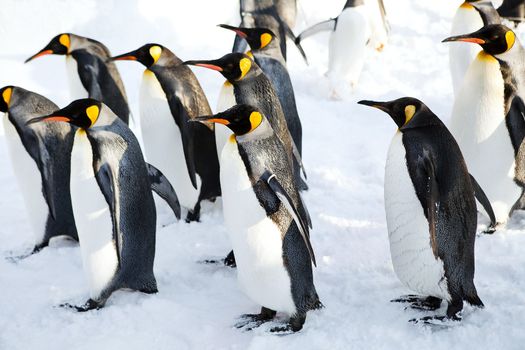 Emperor penguins walking on the snow at azahikawa zoo Japan