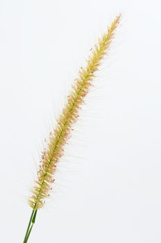 grass flower