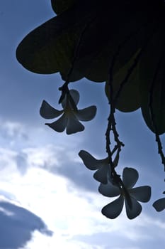 leaves in deep forest against sunset