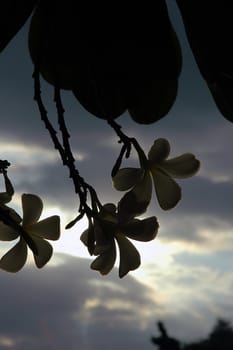 leaves in deep forest against sunset