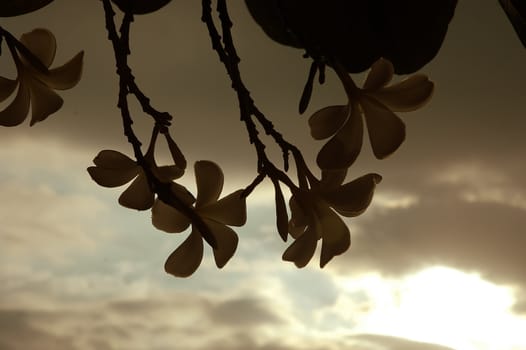 leaves in deep forest against sunset