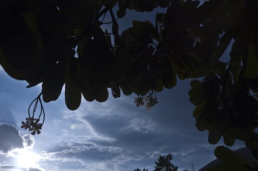 leaves in deep forest against sunset